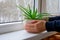 Young aloe plant with green leaves in flower pots. House plant in woman`s hands. Putting