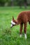 Young Alpaca eating grass