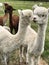Young Alpaca Farm New Zealand