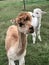 Young Alpaca Farm New Zealand