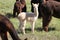 Young alpaca in a herd