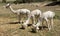 Young Alpacas feeding South Africa