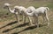 Young Alpacas feeding South Africa