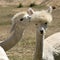 Young Alpacas South Africa