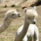 Young Alpacas South Africa