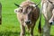 Young alpine brown pregnant cow with black horns