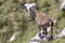 Young alpine ibex