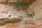 Young Alpine Ibex, Capra ibex, with huge horns and rock in the background, hidden in rock habitat, France. Wildlife scene from nat