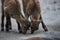 Young alpine ibex, Capra ibex, sniffing