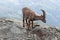 Young Alpine Ibex in Italian Alps