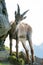 Young alpine ibex (lat. Capra ibex)