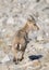 Young Alpine ibex - Steinbock