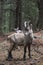 Young alpine ibex in a wood