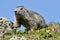 Young Alpine marmot