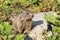 Young alpine marmot in the European Alps