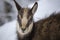 Young alps chamois