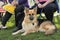 Young alsatian (german shepherd) dog lying down