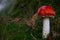 Young Amanita muscaria, fly agaric or fly amanita