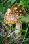 A young Amanita Pantherina, also called panther cap