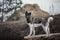 Young american akita dog in daytime in autumn