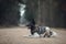 Young american akita dog lies on the road