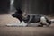 Young american akita dog lies on the road in daytime in autumn