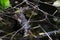 A young American alligator hiding between plants and sleeping