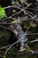 A young American alligator hiding between plants and sleeping