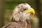 Young American Bald Eagle