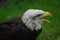 Young american bald eagle calling