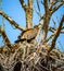 Young American bald eaglet walking around huge nest