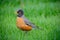 Young American Robin Redbreast