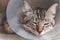 Young american shorthair cat sleeping with veterinary plastic cone or E-Collar Elizabethan Collar in the head at recovery after