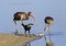 Young American white ibises (Eudocimus albus) and the common grackle (Quiscalus quiscula) scavenging on a dead fish on the beach