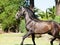 Young Andalusian grey stallion running. Andalusia, Spain