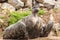 Young Andean Vulture looking innocnet