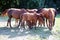 Young anglo arabian foals and mares grazing peaceful together on a horse farm