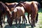 Young anglo arabian mares and foals grazing green grass on the meadow