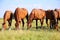 Young anglo arabian mares and foals grazing on the meadow summertime