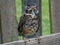 Young Angry, Grumpy Robin on a Wood Fence