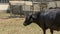 Young Angus bull. Selective focus.