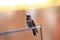 Young Annas Hummingbird
