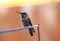 Young Annas Hummingbird