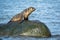 Young Antarctic fur seal (Arctocephalus gazella) in South Georgia in its natural environment