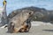 Young Antarctic fur seal (Arctocephalus gazella) in South Georgia in its natural environment