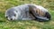 Young Antarctic fur seal baby (Arctocephalus gazella) in South Georgia in its natural environment