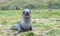 Young Antarctic fur seal baby (Arctocephalus gazella) in South Georgia in its natural environment