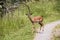 Young Antelope Crossing Pathway in Game Reserve