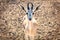 Young antelope looks into the camera in a safari park on the island of Sir Bani Yas, United Arab Emirates
