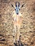 Young antelope looks into the camera in a safari park on the island of Sir Bani Yas, United Arab Emirates